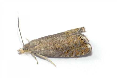 Réf. 204 433 : Dichrorampha (plumbana-sedatana)